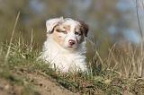 BERGER AUSTRALIEN PUPPIES 260